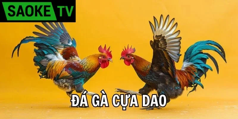 Trang đăng ký đá gà cựa dao trực tuyến an toàn 2026
